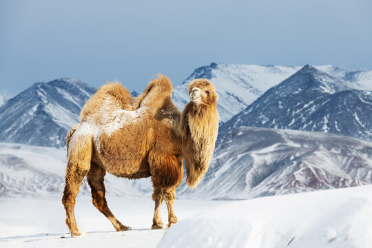 Bactrian camel against snowy mountain range