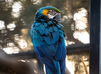 primer plano de un loro azul