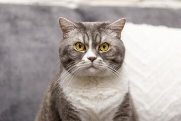 Fototapeta na wymiar Young cute cat resting on gray sofa. The British Shorthair pedigreed cat.