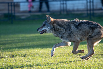 Un fiero lobo corre por el campo 