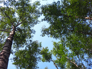 Fototapeta premium Russian grove of birch trees near Moscow on the background of a blue sky in summer, the trees look up