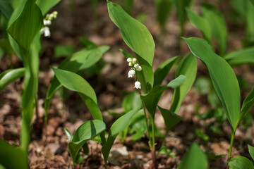 Spring blooming lily of the valley green grass background in the sunlight.