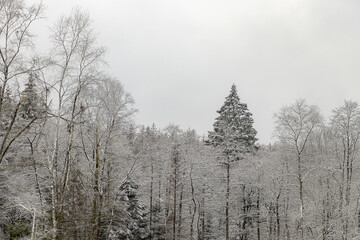 verschneite Bäume im Winterwald 