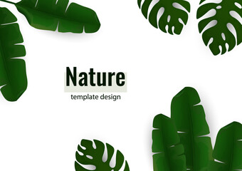 Composition of exotic palm banana leaves and monstera leaves on a white background. Vector illustration for advertising.