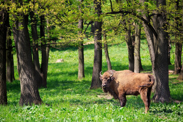 Endangered wild European bison in its natural habitat