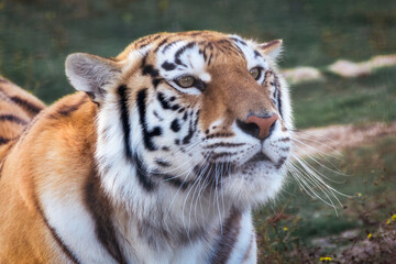 A close up of face of a bengal tiger posing in a wildlife safari.