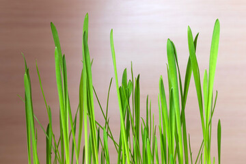 fresh green grass. Young grass sprouts for cats
