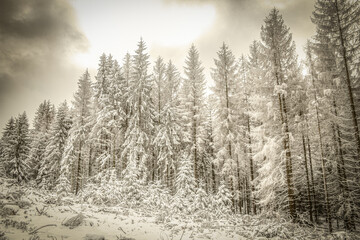 Fototapeta na wymiar verschneite Bäume im Winterwald 