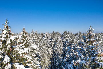 Winter forest on a clear, frosty day. Beautiful Christmas trees stand all in the snow against the blue sky. Aerial view, shot on a drone.