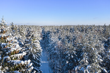 Winter forest on a clear, frosty day. Beautiful trees are covered with snow. A forest road is visible. Aerial view, shot on a drone.