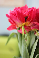 A beautiful bouquet of pink tulips. A gift for Valentine's Day, March 8 or Mother's Day