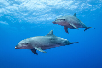 Obraz na płótnie Canvas Free dolphins of Rangiroa