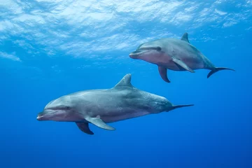 Gordijnen Gratis dolfijnen van Rangiroa © Tropicalens