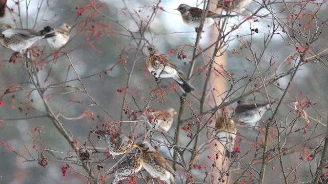 fieldbirds in a large flock perch on rowan branches