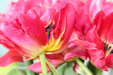 A beautiful bouquet of pink tulips. A gift for Valentine's Day, March 8 or Mother's Day