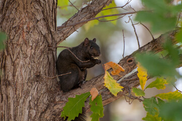 Black squirrel. Melanistic form of the gray squirrel eating nut in a tree in the fall
