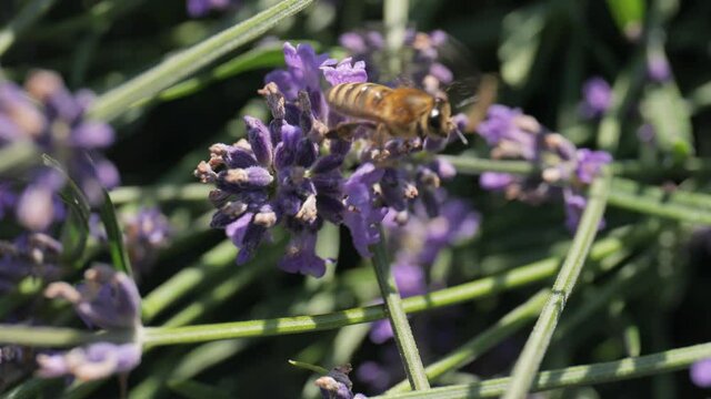 Lavender flowers pollinated by honey bees
