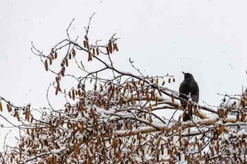 Common blackbird, Turdus merula, perched on a tree under the snow 

