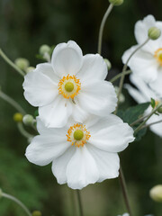 Anémones du Japon blanches simples (Anemone japonica)