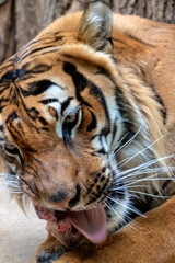 Portrait of the Tiger malayan, tigris panthera jacksoni eat fresh blooding meat.