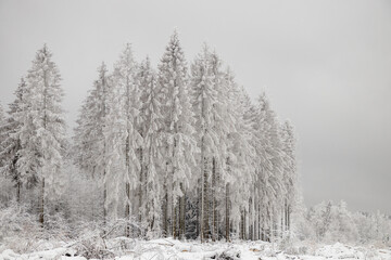 verschneite Bäume im Winterwald 