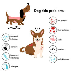 Dog skin problems,disease.Infographic icons with different symptoms and reasons of allergy, pimples and scabs.Canine healthcare.Veterinary banner.Pelt lesions,hair loss,itching.Animal parasites.Vector