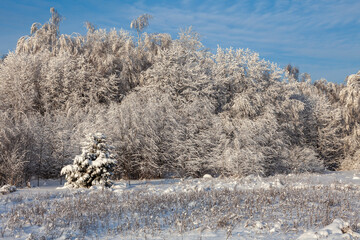 Winter landscape - lush trees covered with frost