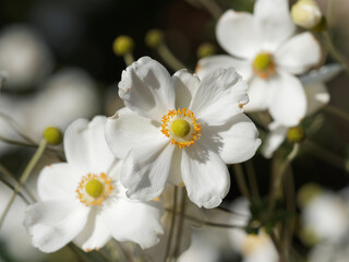 Naklejka na ściany i meble Anemone japonica | Anémones du Japon à fleurs couronnées blanches