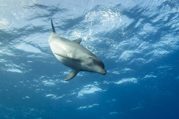 Obraz premium Free dolphins of Rangiroa