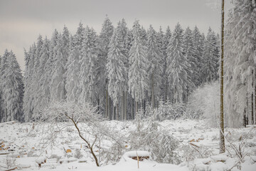 verschneite Bäume im Winterwald 