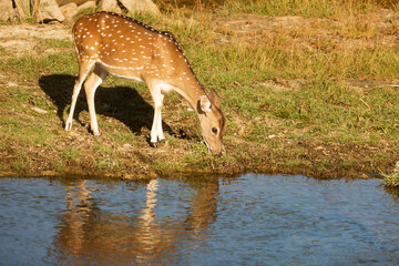 Ceylon spotted deer (Axis axis ceylonensis) in Yala National Park