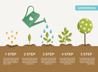 Growth of plant in ground, from sprout to flower. Planting tree. Seedling gardening plant. Timeline. Vector illustration