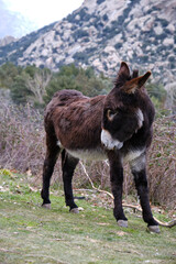 Fototapeta premium Furry Donkey scratching back on mountain