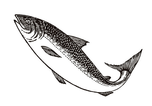 Jumping salmon in side view. Illustration after an antique drawing from the early 20th century