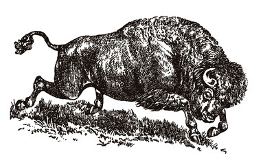 Powerful running American buffalo bison in side view, after antique drawing from early 20th century © M