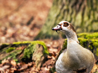 close up of a goose