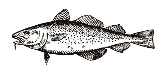 Cod gadus, the popular food fish with open mouth in side view. Illustration after an engraving from the early 20th century © M