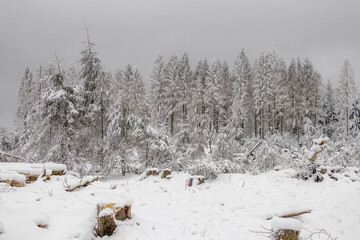 verschneite Bäume im Winterwald 