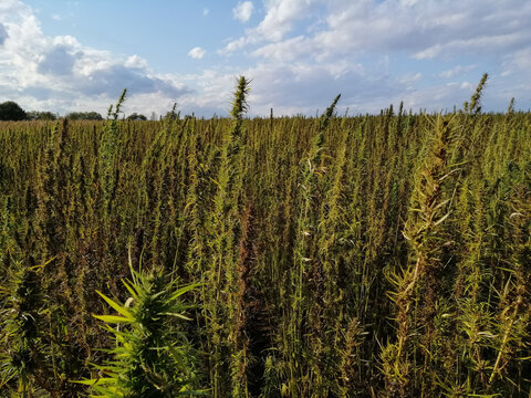 Green Hemp Field Used For Seeds Production
