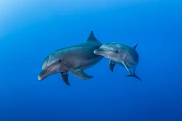 Zelfklevend Fotobehang Gratis dolfijnen van Rangiroa © Tropicalens