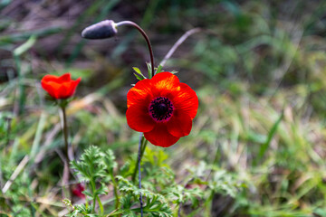 Obraz premium red poppy in a field