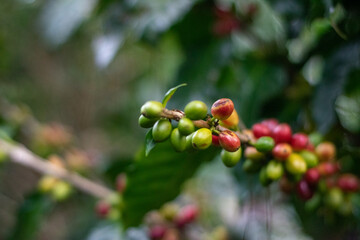 coffee bush