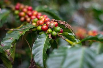 coffee bush plant