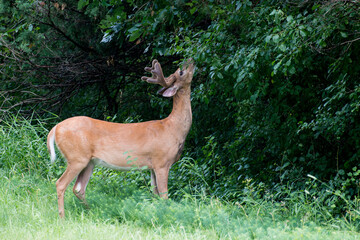 White-tailed deer with velvet antlers eating the vegetation in the forest.