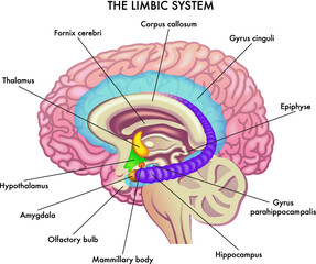 Medical illustration shows the major organs of the Limbic System of the human brain, with annotations.