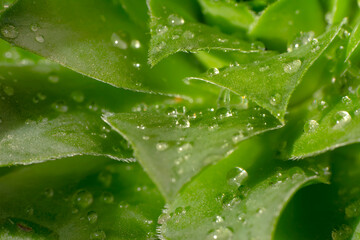Water drops on fresh green lush leaf growing plant