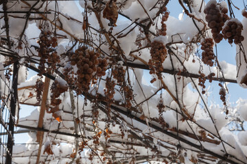 vineyards with the last grapes of the year, covered with the snows of Branches of trees and bushes under the snow