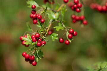 Wild hawthorn berries on a branch
