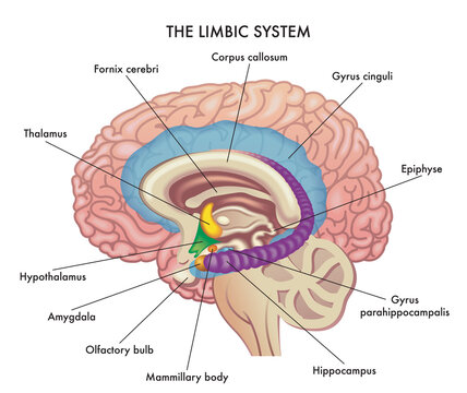 Medical illustration shows the major organs of the Limbic System of the human brain, with annotations.