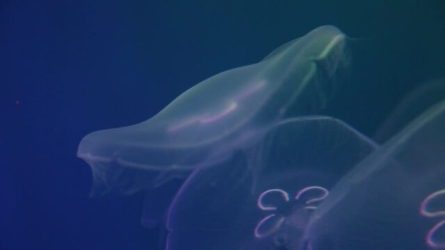 Translucent underwater creature moon jellyfish 